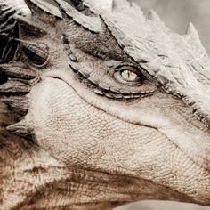 an image of a close up of a dinosaur's face