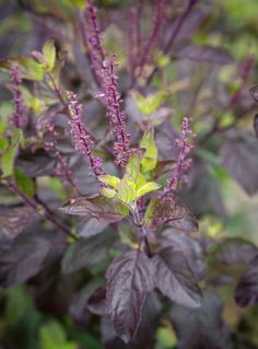 some purple and green plants in the grass