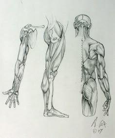 three different views of the human body