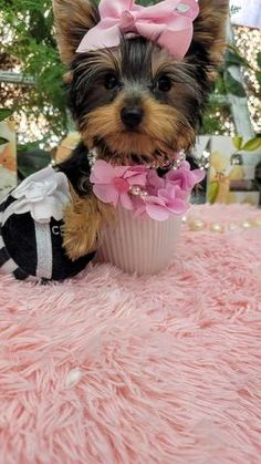 a small dog sitting on top of a pink blanket next to a cupcake with a bow