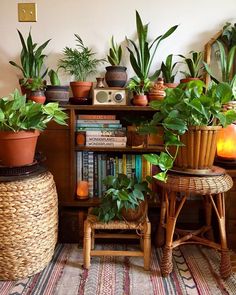 many houseplants and plants are on display in the corner of a living room