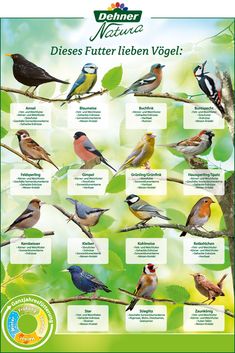 a poster showing different kinds of birds on a tree branch with green leaves in the background