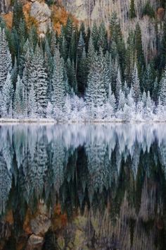 trees are reflected in the still water of a mountain lake with snow on it's branches