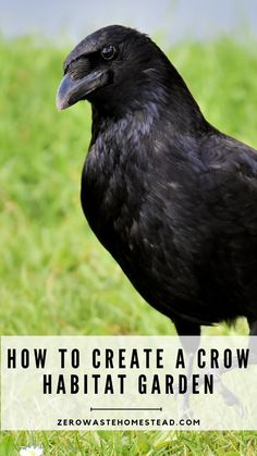 a black bird standing in the grass with text overlay reading how to create a crow habitat garden