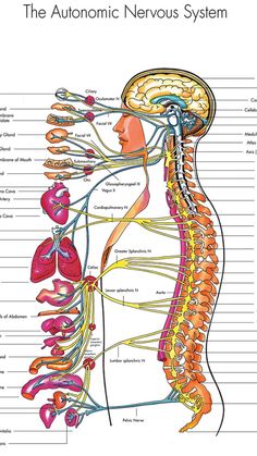 Inside Human Body, 10000 Steps, Hand Reflexology, Reflexology Chart, Biology Facts, Reflexology Massage