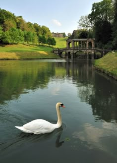 a white swan floating on top of a lake next to a lush green park covered in trees