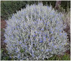 a bush with blue flowers in the grass