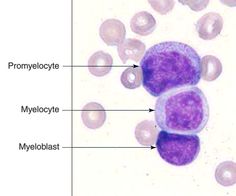 an animal cell is labeled in purple