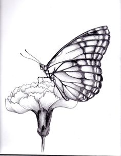 a black and white drawing of a butterfly on a flower