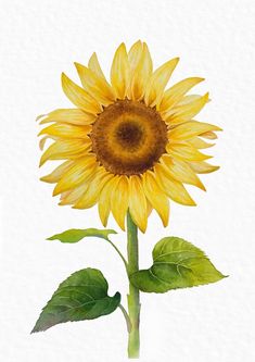 Landscape Markers, Sunflower Wall Art