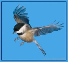 a blue and white bird is flying in the air with its wings spread wide open