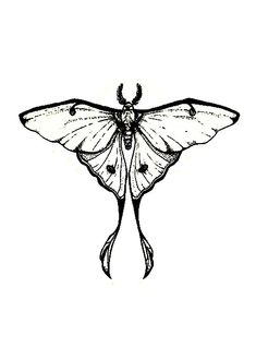 a black and white drawing of a moth