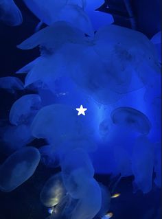 a group of jellyfish swimming in an aquarium with blue lights on the bottom and one white star at the top