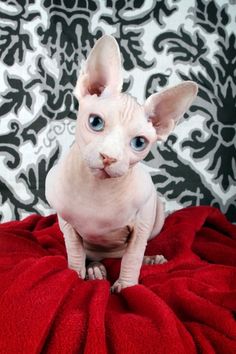 a hairless cat sitting on top of a red blanket