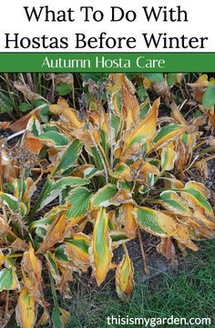 what to do with hostas before winter