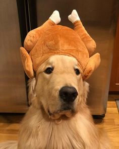 a golden retriever dog wearing a star wars costume on top of his head and ears