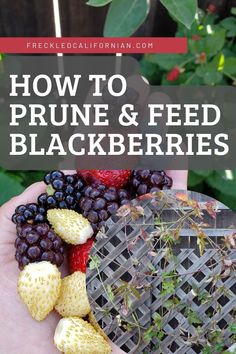 a person holding up some fruit in their hand with the words how to prune and feed blackberries