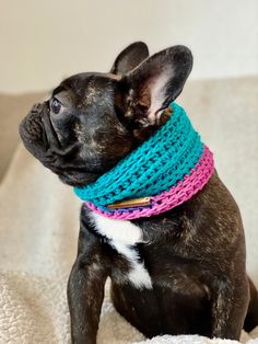 a small dog sitting on top of a couch wearing a blue and pink crochet scarf