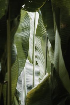 large green leaves are hanging from the ceiling