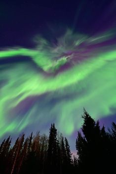 an aurora bore is seen in the sky above some pine trees and snow covered ground