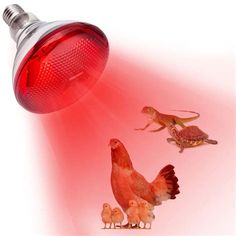 a red light that is turned on with some small birds in front of it and an image of a lizard