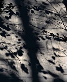 the shadow of leaves on a tree branch