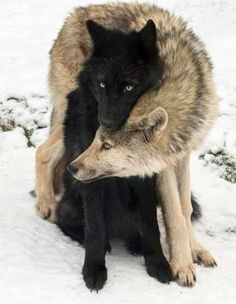 two gray wolfs cuddle together in the snow