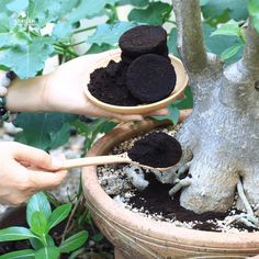 two hands holding wooden spoons over a potted plant with dirt and soil in it