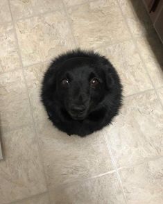 a black dog sitting on the floor looking up