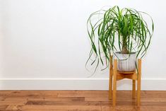 a potted plant sitting on top of a wooden stand