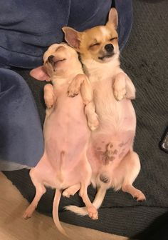 two small dogs are playing with each other