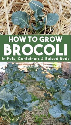 how to grow broccoli in pots, containers and raised beds with text overlay