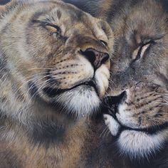 two lions are laying next to each other with their eyes closed and one is touching the other's face