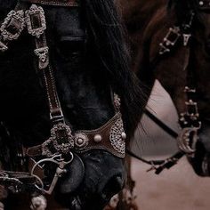 two brown horses with black manes and bridles on their heads are standing next to each other