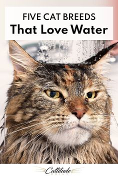 a close up of a cat with the caption five cat breeds that love water