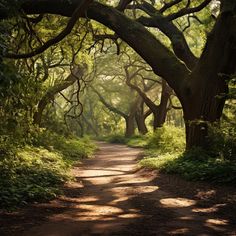 a dirt road surrounded by trees and greenery on both sides with sunlight streaming through the branches