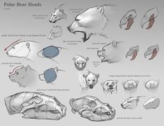 an animal's head is shown with different angles and shapes, including the claws