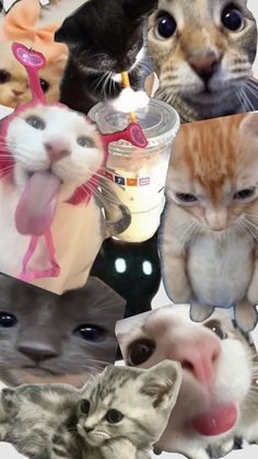 many different pictures of cats and kittens with one cat sticking its tongue out to the side