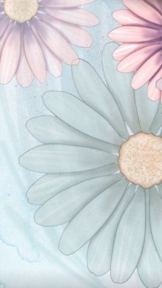 three pink and white daisies on a blue background with watercolor effect in the middle