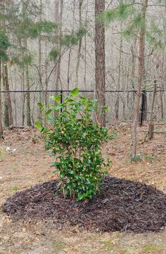 a small green plant in the middle of a pile of mulch next to a fence