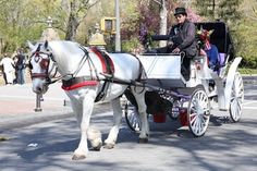 a white horse pulling a carriage down the street