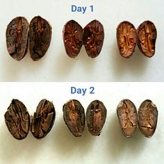 four different types of seeds are shown on the left and right side of each seed