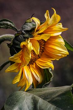 a yellow sunflower with green leaves in the foreground