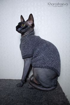 a black cat wearing a sweater sitting on top of a table next to a white wall