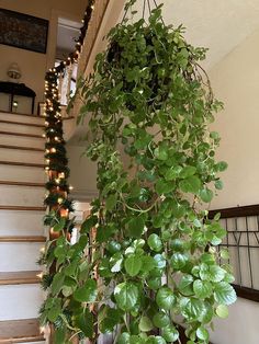 a green plant hanging from the side of a stair case