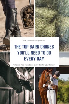 the top barn chores you'll need to do every day with horses and cows