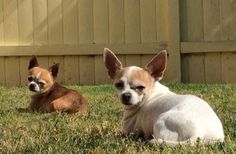 two small dogs laying in the grass next to each other near a fence and building