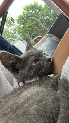 a gray cat laying on top of a person's lap