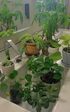 many potted plants are sitting on the sink