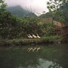 three ducks are sitting on the bank of a river in front of some trees and mountains